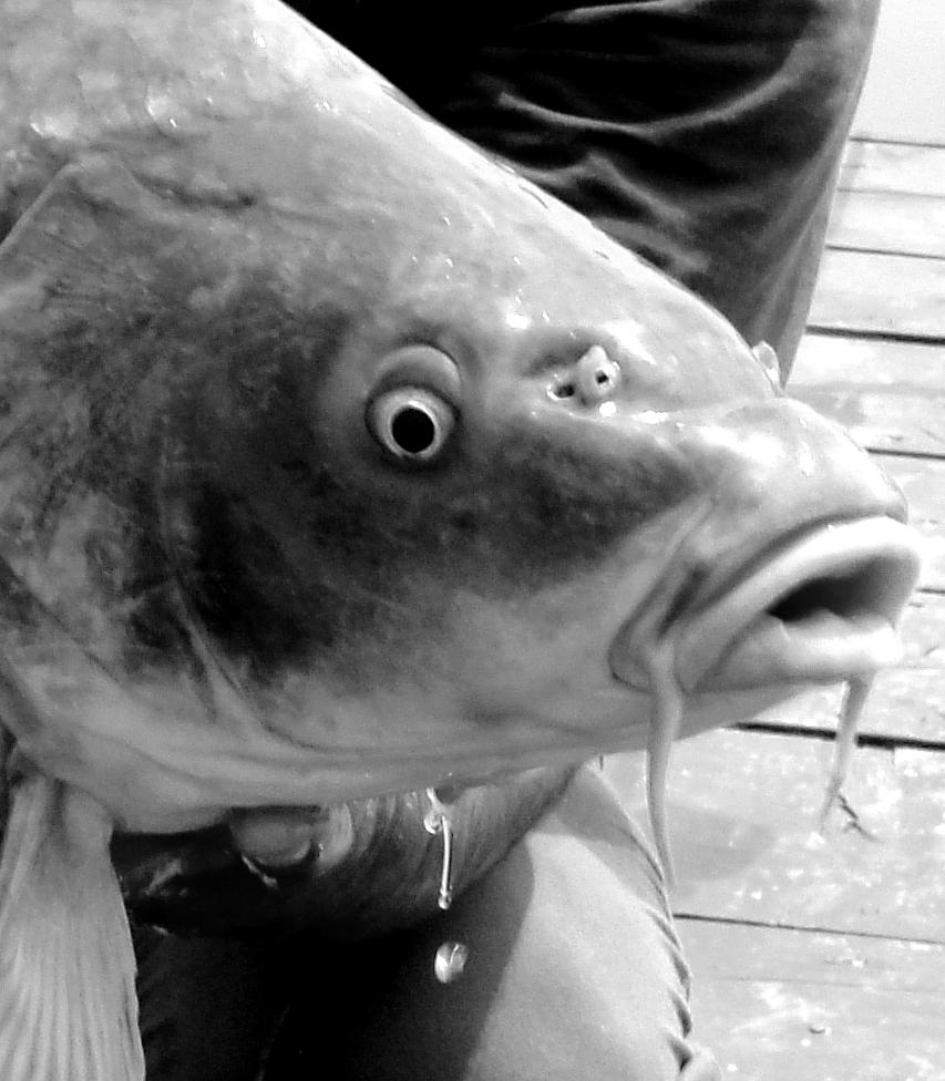 Moara Vlasiei 2 23 - 24 iun. - dsc00790bis-bis.JPG